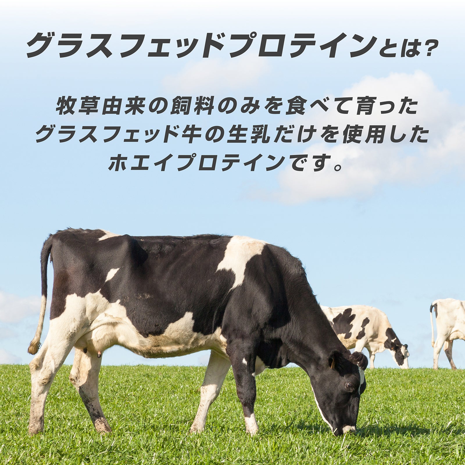 牧草由来の飼料のみを食べて育ったグラスフェッド牛の生乳だけを使用したホエイプロテインです
