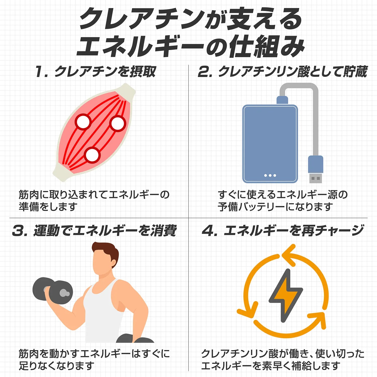クレアチンが支えるエネルギーの仕組み